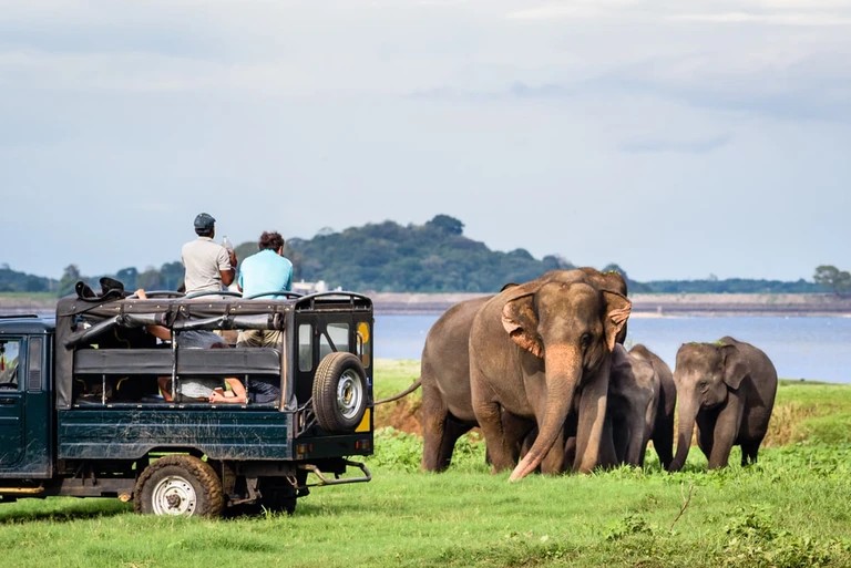 Local tourists are watching elephants closely in Yala